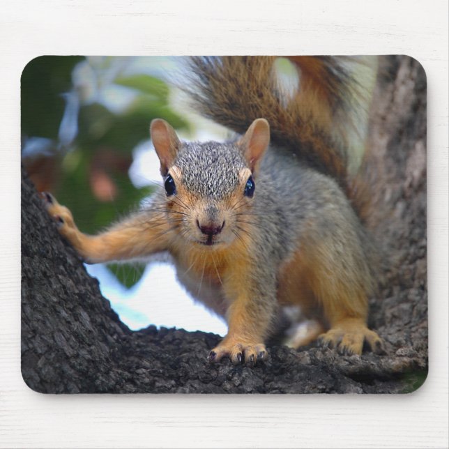 Baby Squirrel in Tree Mouse Pad (Front)