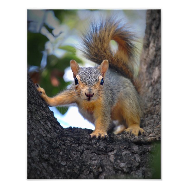 Baby Squirrel in Tree Photo Print (Front)