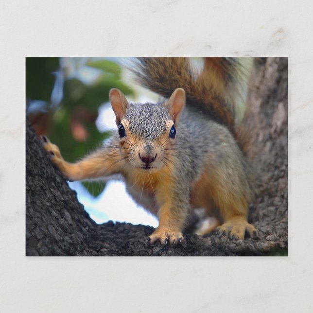 Baby Squirrel in Tree Postcard (Front)