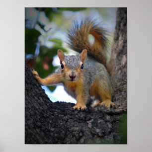Baby Squirrel in Tree Poster