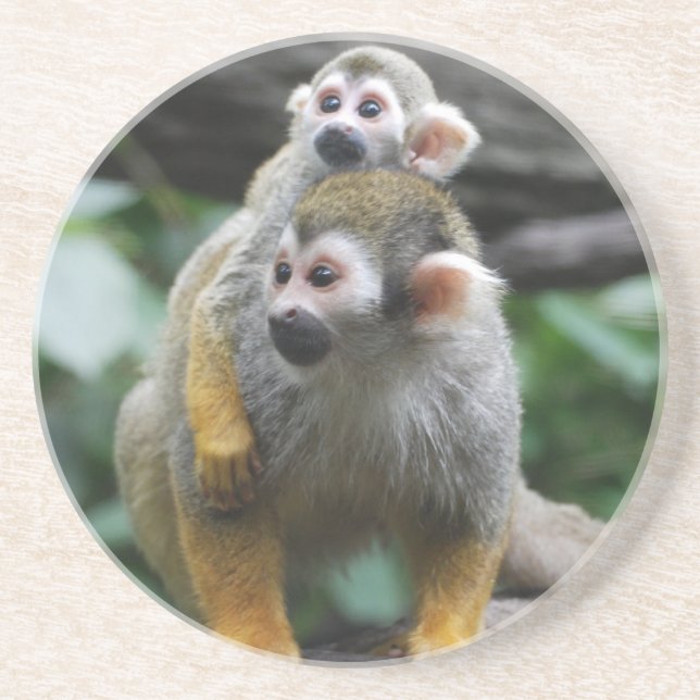 Baby Squirrel Monkey  Coaster (Front)