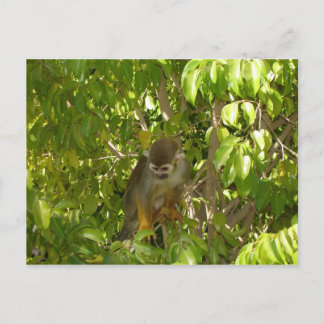 baby squirrel monkey postcard