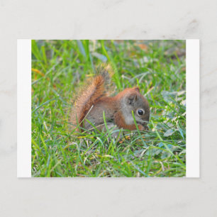 Baby Squirrel Postcard