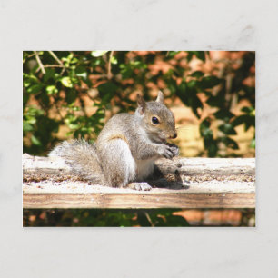 Baby Squirrel Postcard