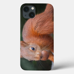 Baby Squirrel with Nut iPad Case