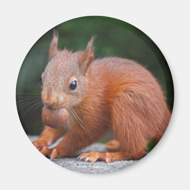 Baby Squirrel with Nut Magnet (Front)
