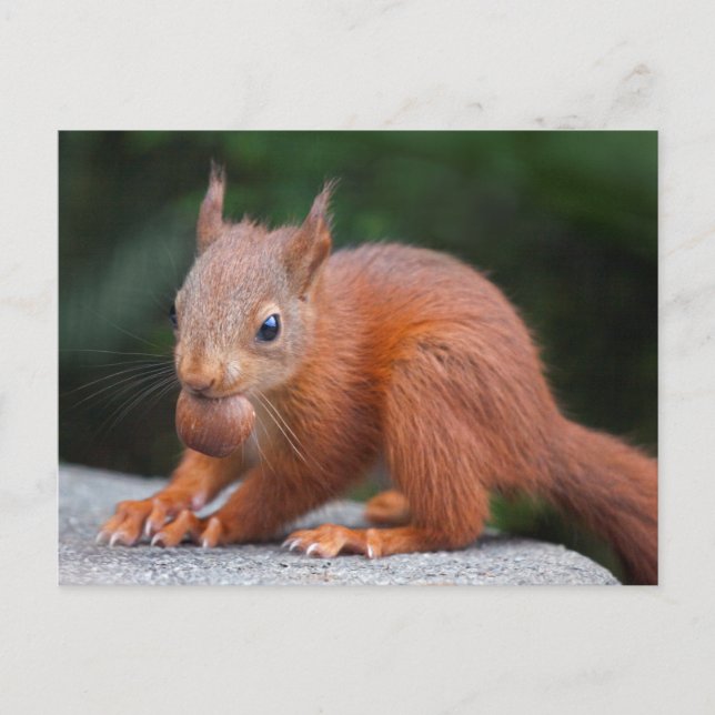 Baby Squirrel with Nut Postcard (Front)