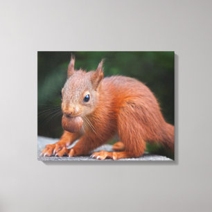 Baby Squirrel with Nut Wrapped Canvas Print