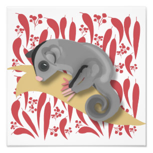 Baby Sugar Glider Photo Print