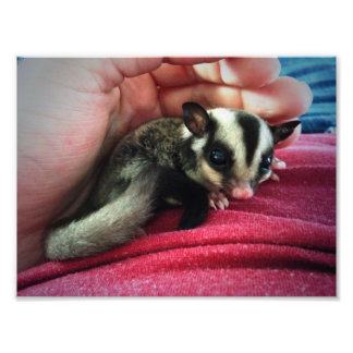 Baby Sugar Glider Print