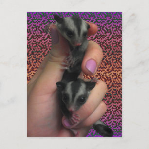 Baby Sugar Gliders Carte postale