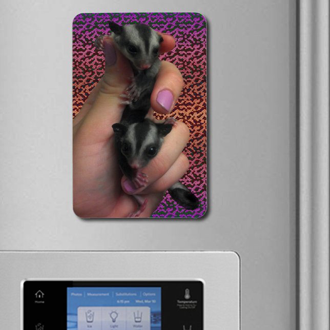 Baby Sugar Gliders Photo Flexible Magnet (Baby Sugar Gliders Photo Flexible Magnet)