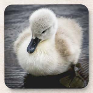 Baby Swan   Cygnet Coaster