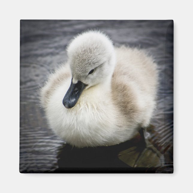 Baby Swan | Cygnet Magnet (Front)