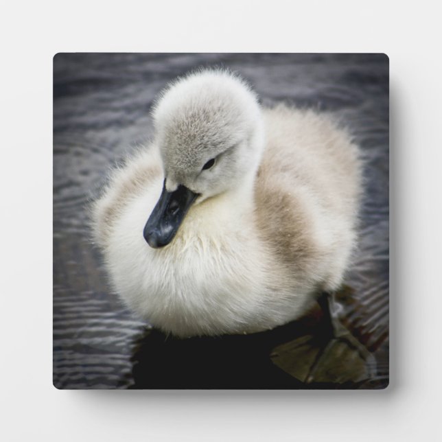 Baby Swan | Cygnet Plaque (Front)