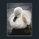 Baby Swan | Cygnet Postcard<br><div class="desc">Baby swan</div>