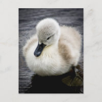 Baby Swan | Cygnet