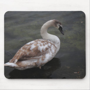 Baby swan mouse pad