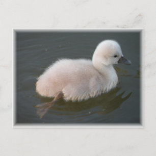 Baby Swan Out For A Swim Postcard
