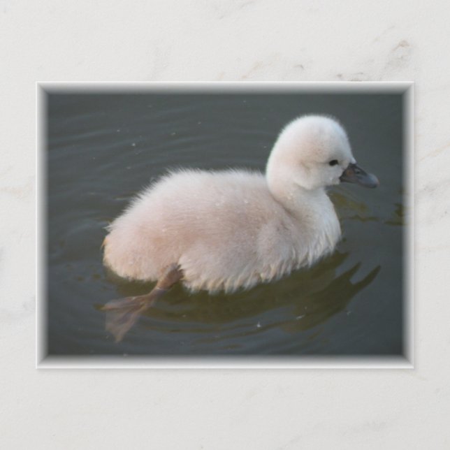 Baby Swan Out For A Swim Postcard (Front)