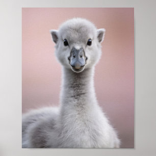 Baby Swan Portrait – Cute Nursery Animal Wall Art