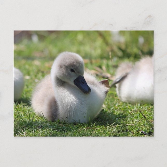 Baby swan postcard (Front)