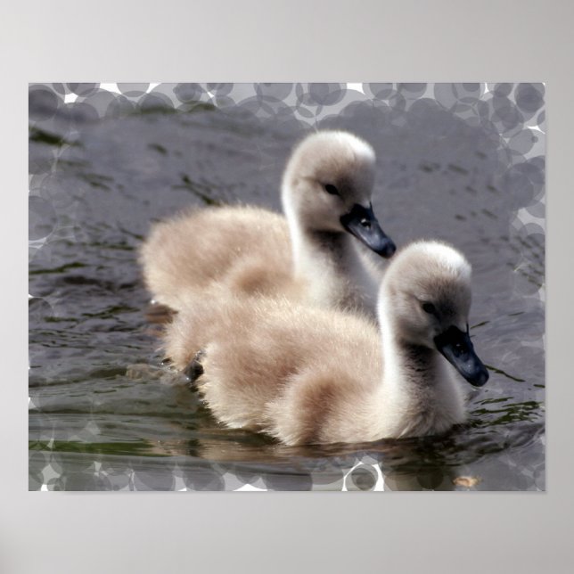 Baby Swan Poster Print (Front)