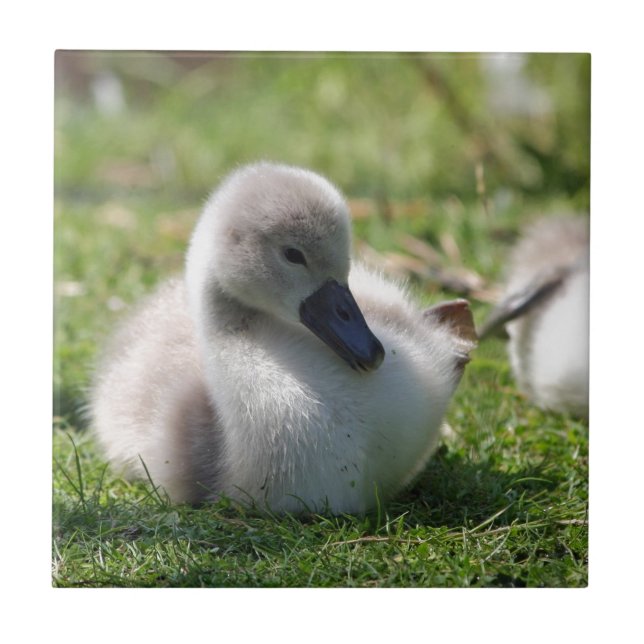 Baby swan tile (Front)