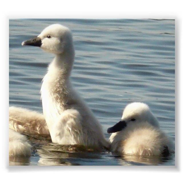 baby swans photo print (Front)