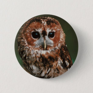 Baby Tawny Owl 2 Inch Round Button