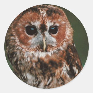 Baby Tawny Owl Classic Round Sticker