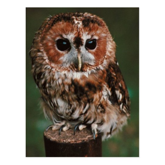 Stocking up (open) - Page 2 Baby_tawny_owl_postcard-rd45cd3c80e1144ff9c983a2ba339270f_vgbaq_8byvr_540