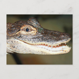 Baby Teeth Postcard
