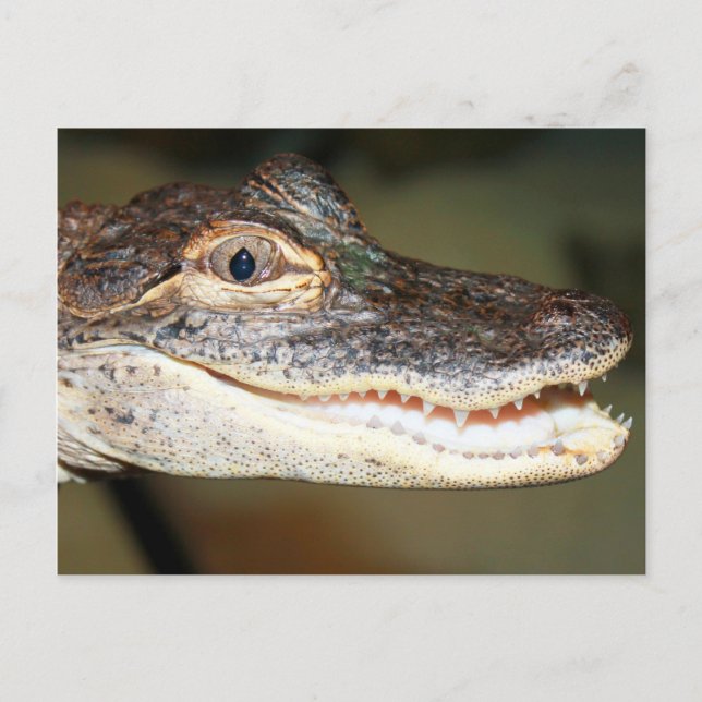 Baby Teeth Postcard (Front)