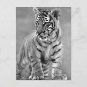 Baby Tiger in Black and white Postcard