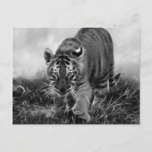Baby Tiger stalking in Black and white Postcard