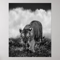 Baby Tiger stalking in Black and white