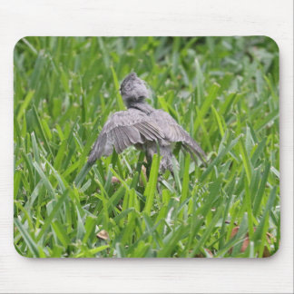 Baby Titmouse Learning to Fly Mouse Pad
