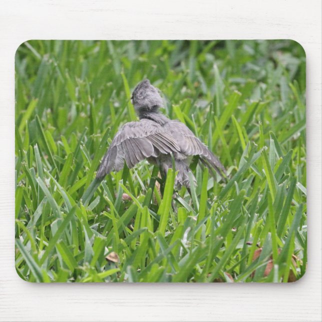 Baby Titmouse Learning to Fly Mouse Pad (Front)