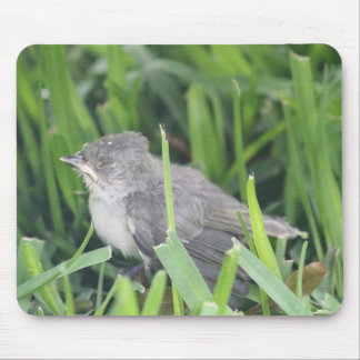 Baby Titmouse Resting Mouse Pad