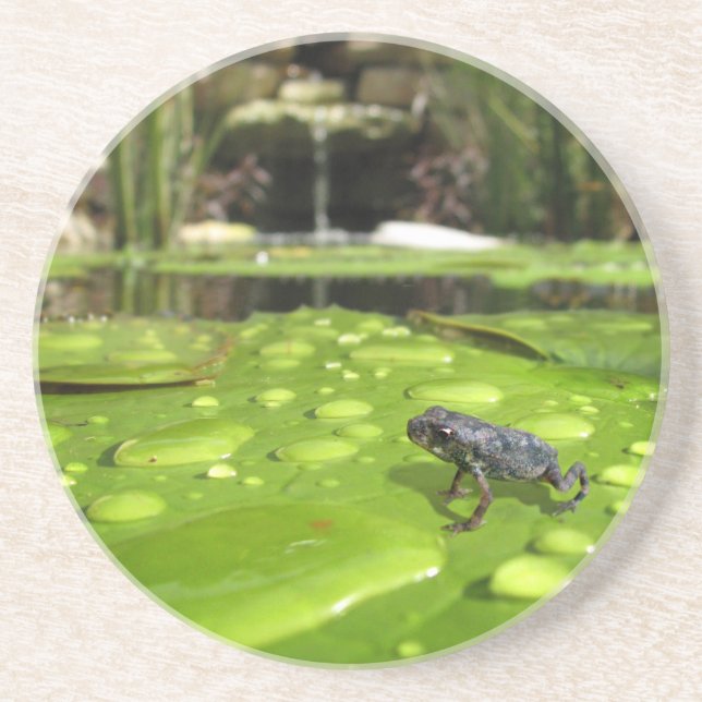 Baby Toad in Pond Coaster (Front)