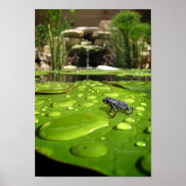 Baby Toad in Pond Poster (Front)