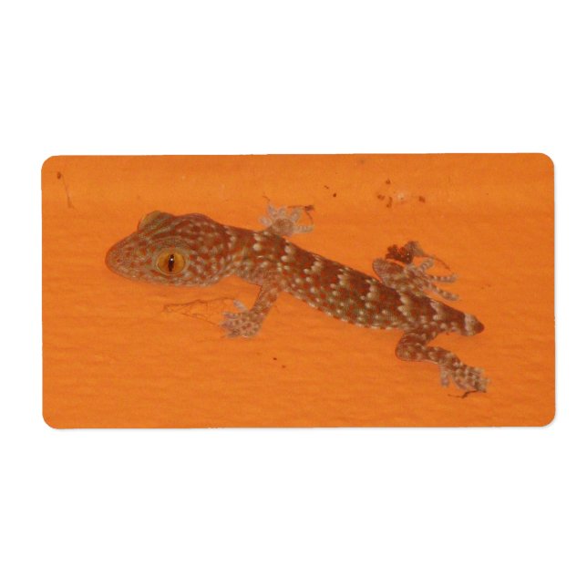 Baby Tokay Gecko (Devant)