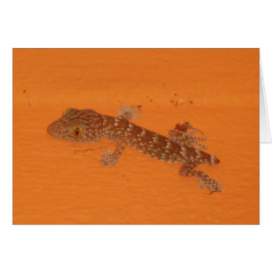 Baby Tokay Gecko