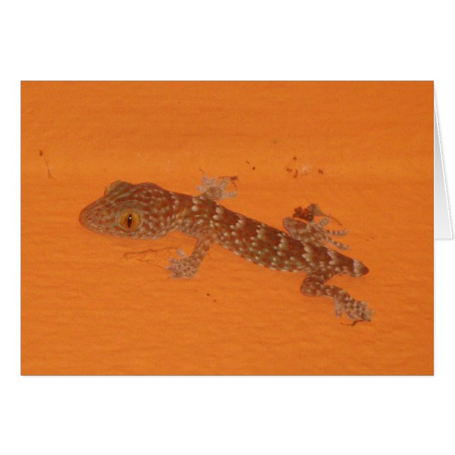 Baby Tokay Gecko Card (Front Horizontal)