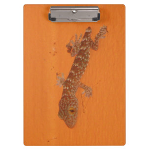 Baby Tokay Gecko Clipboard