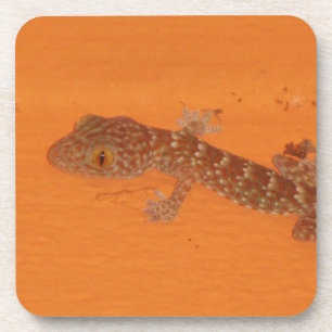 Baby Tokay Gecko Coaster