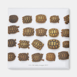 Baby tortoises arranged in rows magnet