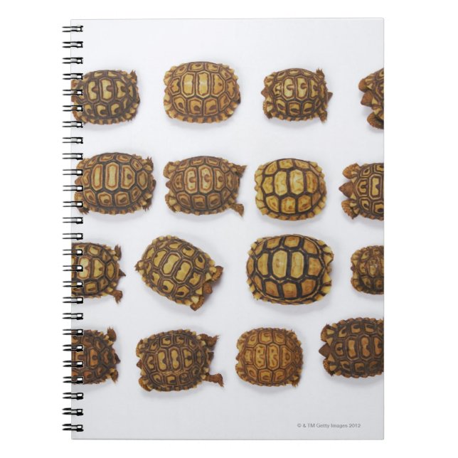 Baby tortoises arranged in rows notebook (Front)