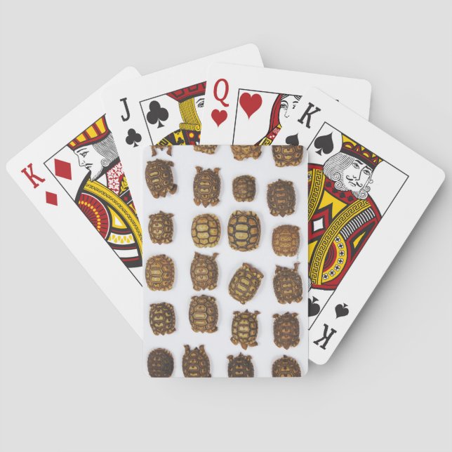 Baby tortoises arranged in rows playing cards (Back)